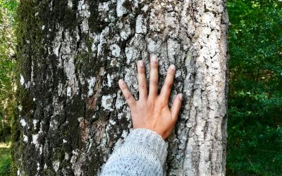 bain de forêt et sylvothérapie en brocéliande