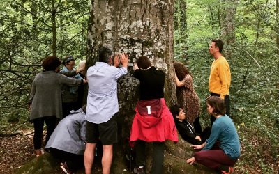 bain de forêt - sylvothérapie - brocéliande - formation - stage - atelier - séance