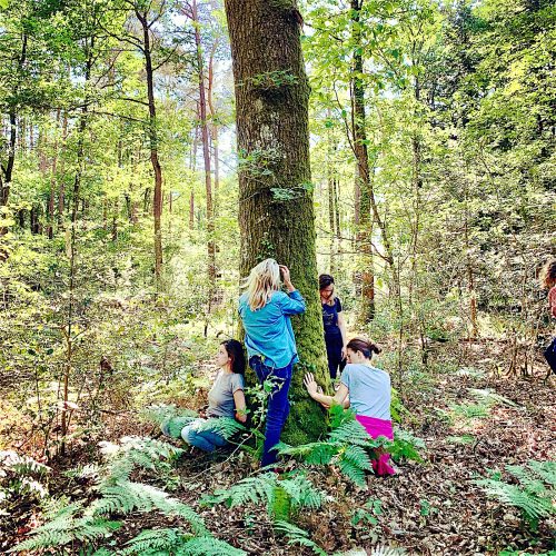 sylvotherapie, bain de foret, broceliande